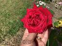 Argosy rose photo