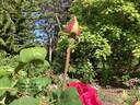 Argosy rose photo