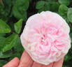 Clothilde Soupert (polyantha, Soupert rose photo