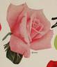 Korovo rose photo