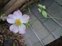 The Alexandra Rose ™ rose photo