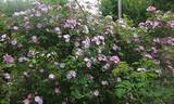 Las Kanavas rose photo