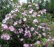 Las Kanavas rose photo