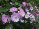 Las Kanavas rose photo
