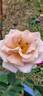 Julia's Rose rose photo