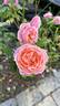 Francis Blaise ® rose photo