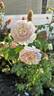 Sweet Juliet rose photo
