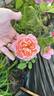 Francis Blaise ® rose photo