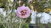 Blue Girl® rose photo