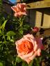 Heavenly Scented ™ rose photo