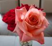 Heavenly Scented ™ rose photo