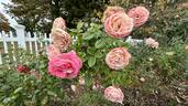 Acropolis ® rose photo