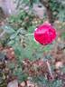 Thomas à Becket rose photo