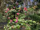 Madame Grégoire Staechelin rose photo