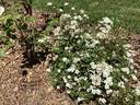 Popcorn rose photo