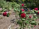 Argosy rose photo
