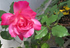 Capitaine Millet rose photo