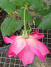 Capitaine Millet rose photo