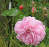 Strawberry Hill rose photo