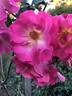 Birchgrove rose photo