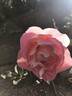 Heaven on Earth rose photo