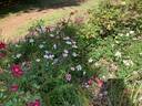 <i>Rosa sancta</i> Richard, not Andrews rose photo