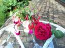 Argosy rose photo