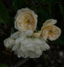 Lullaby rose photo