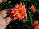 Anita Charles ™ rose photo