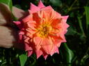 Anita Charles ™ rose photo