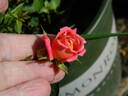 Anita Charles ™ rose photo