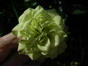 Rainforest rose photo