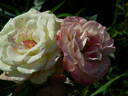 Rainforest rose photo