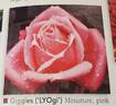 Giggles rose photo