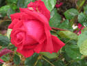 Ida Elizabeth rose photo