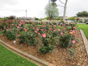 Annie's Song rose photo