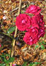 Red Gem rose photo