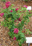 Roger Lambelin rose photo
