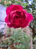 Thomas à Becket rose photo