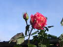 Best Impression rose photo