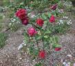 Argosy rose photo