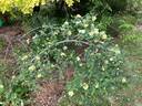 R. hugonis rose photo