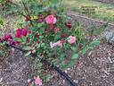 Careless Love rose photo