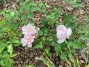 Careless Love rose photo