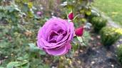 Angel Face (floribunda, Swim rose photo