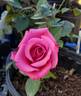 CIty of Torrance rose photo
