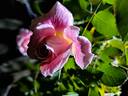 Abbatiale de Pontigny ® rose photo