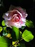 Abbatiale de Pontigny ® rose photo