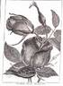 Luciole rose photo