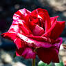 Avant-Garde rose photo
